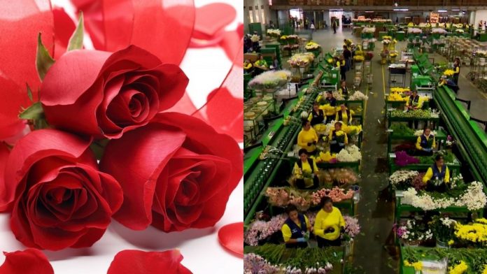 Se acerca San Valentín y los floricultores aprovechan para exportar