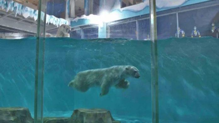 Hotel de los osos polares es un atentado contra los animales