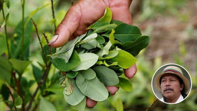 Proyecto De Regulación Para La Hoja De Coca En Colombia Fue Aprobado En ...