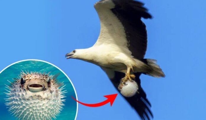 Águila marina atrapa y vuela con un pez globo completamente inflado