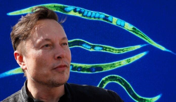Los gusanos fueron lanzados por SpaceX, que es propiedad del multimillonario Elon Musk