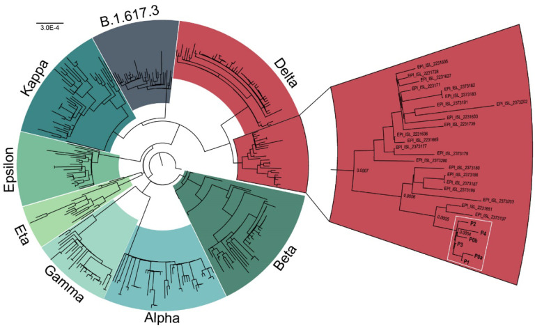 Análisis filogenético de variantes del SARS-CoV-2. Todos los pacientes (caja blanca) se agrupan en un subclado de la variante Delta (rojo). Secuencias obtenidas de GISAID.