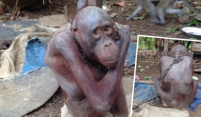 El adorable orangután Bujing fue robado de su madre muerta y encadenado a una casa sucia durante cuatro años