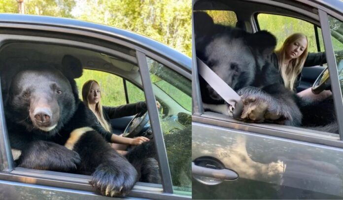 El oso del Himalaya, llamado Toptyzhka, fue fotografiado viajando con Veronika Dichka .Crédito Caters