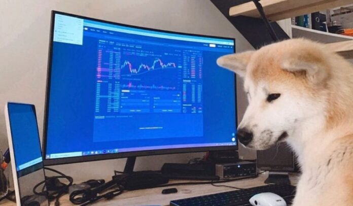 Doge, la criptomoneda que más crece con el anuncio de Elon Musk