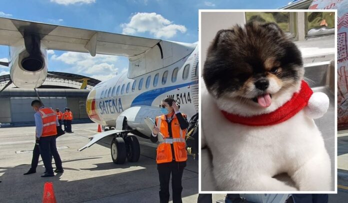 El perro que murió en pleno vuelo de SATENA