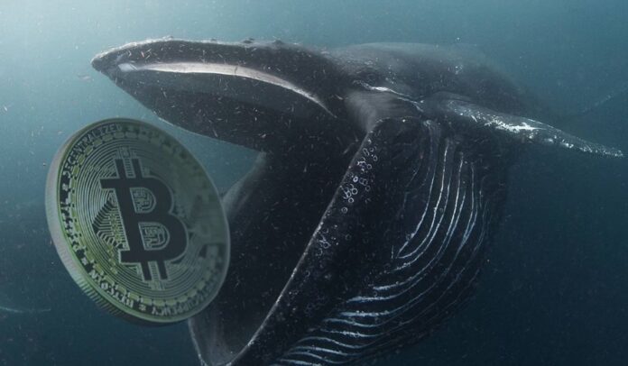 Las ballenas, un termino en el mercado criptográfico que hace referencia a los grandes acumuladores de Bitcoin
