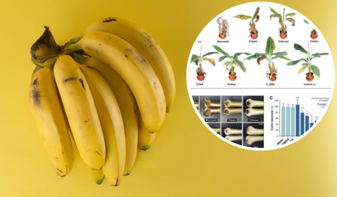 Se encontró una nueva solución contra la enfermedad de Panamá en las bananas