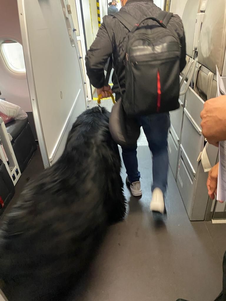 Los perros se apoderaron del avión en un trayecto de 6 horas