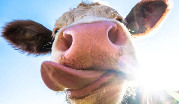 Gobierno de Brasil confirma caso de 'vacas locas'