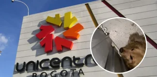 ¿Perros de vigilancia del Unicentro en malas condiciones? Los perros de vigilancia se encontraban sin cama, ni cobijas, durmiendo en el piso y sin alimentos.