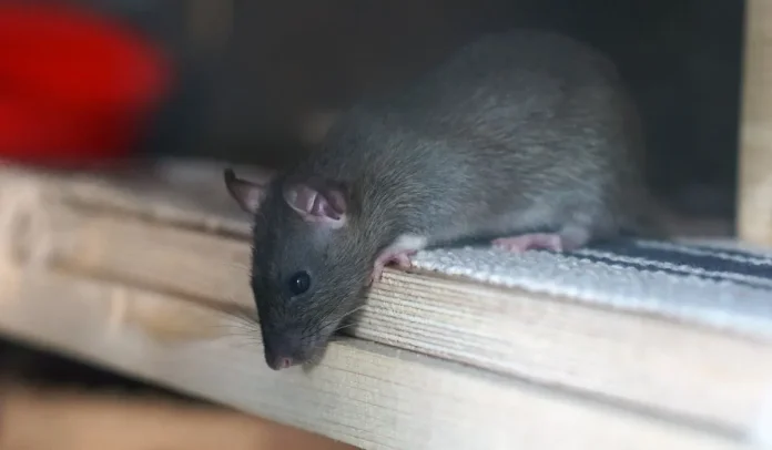Nueva York ha tomado medidas para combatir la plaga de ratas.