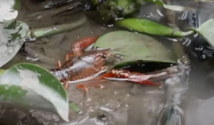 La langostilla de río