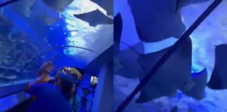 El túnel acuario cuenta con más de 8.000 especies marinas.