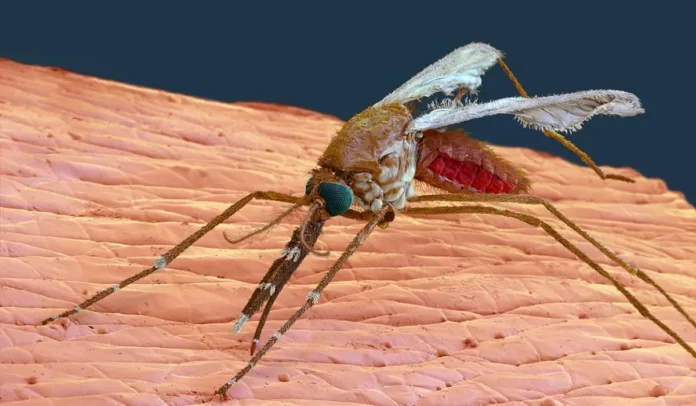 El mosquito Anopheles transmite la malaria. Crédito Eye Of Science