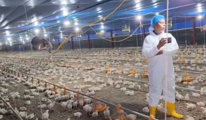 El Gobierno entregó diez galpones con 400.000 pollos en 387 hectáreas.