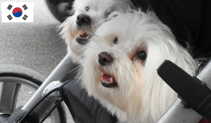 Los cochecitos de perros se han convertido en parte del paisaje cotidiano de Corea del Sur