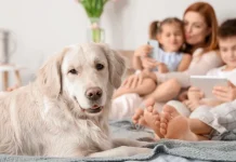 Dueños de perros en conjuntos residenciales deberán cumplir nuevas normas Dueños de perros en conjuntos deben cumplir la norma o enfrentar sanciones.