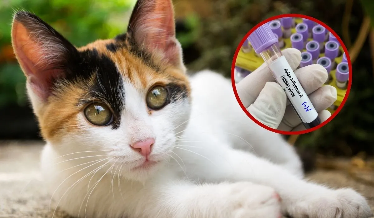 La gripe aviar en gatos genera preocupación.