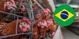 Brasil enfrenta restricciones de exportación tras detectar gripe aviar en una granja del sur.