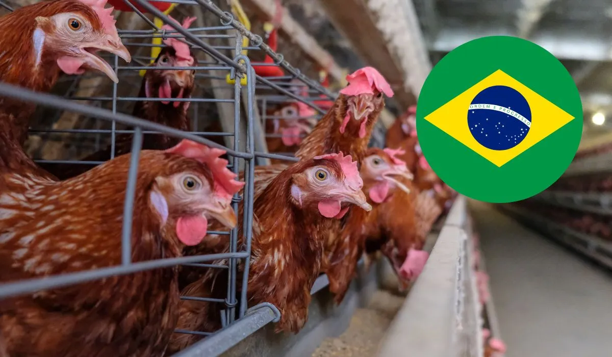 Brasil enfrenta restricciones de exportación tras detectar gripe aviar en una granja del sur.