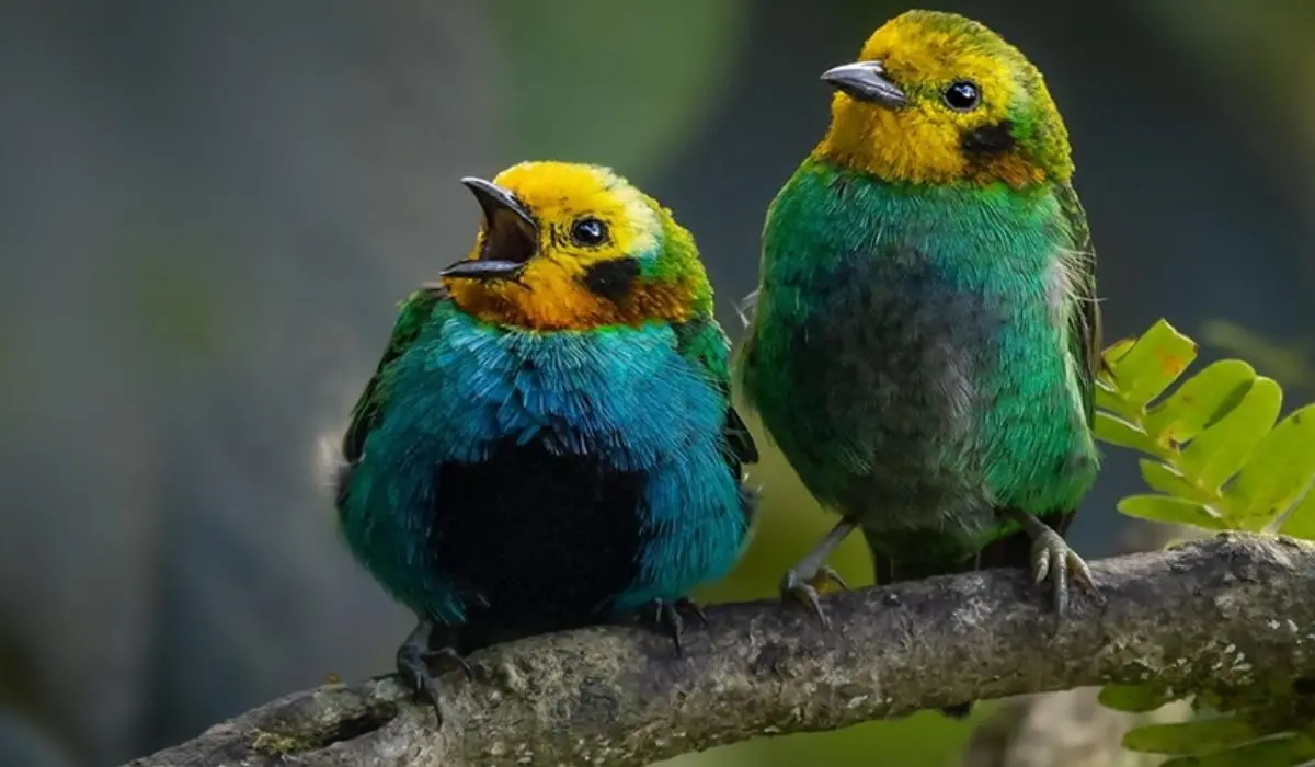 Colombia, con su vasta biodiversidad, continúa destacándose como el mejor destino para el avistamiento de aves