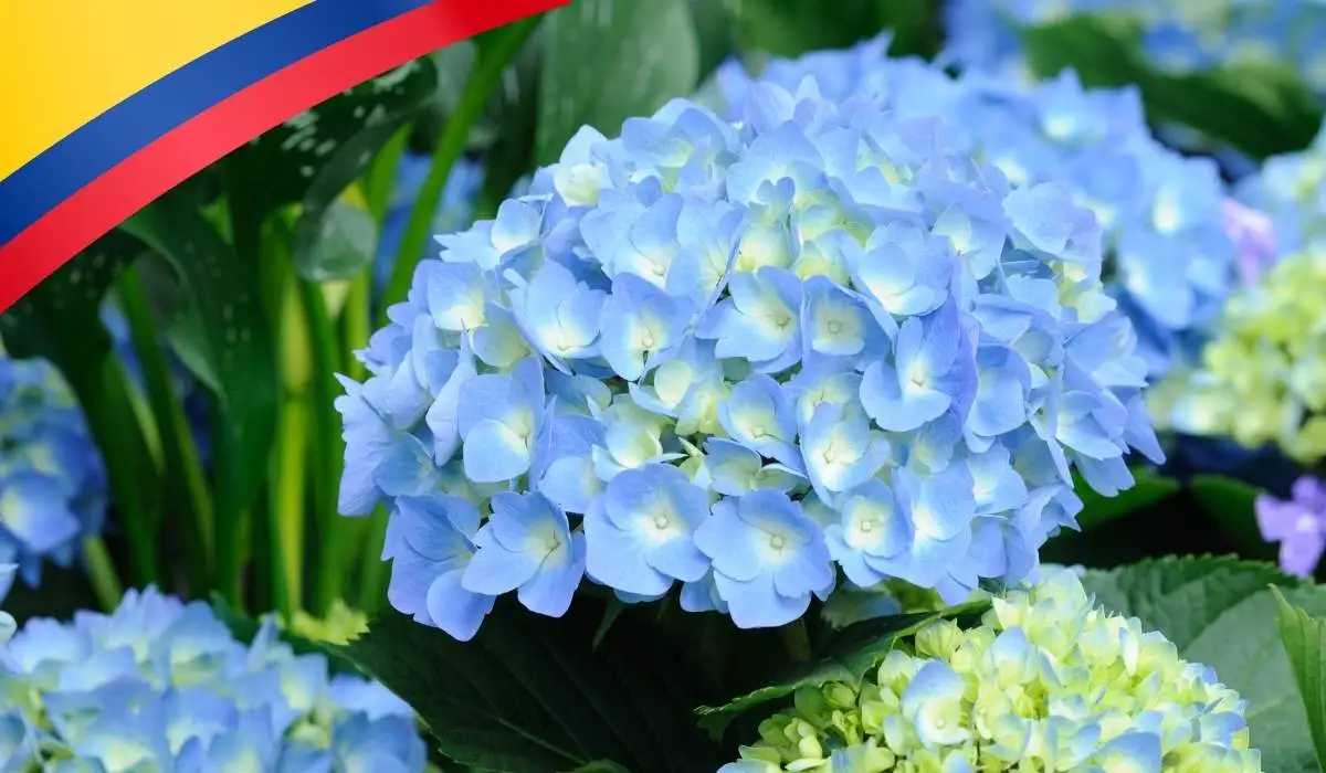 Las flores colombianas como crisantemos y hortensias lideran la exportación de flores