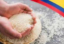 Productores de arroz de Meta, Casanare y Arauca participan en mesa técnica con el Ministerio de Agricultura.