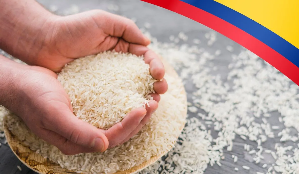 Productores de arroz de Meta, Casanare y Arauca participan en mesa técnica con el Ministerio de Agricultura.
