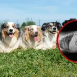 Cuidado integral para mejorar la salud de los perros