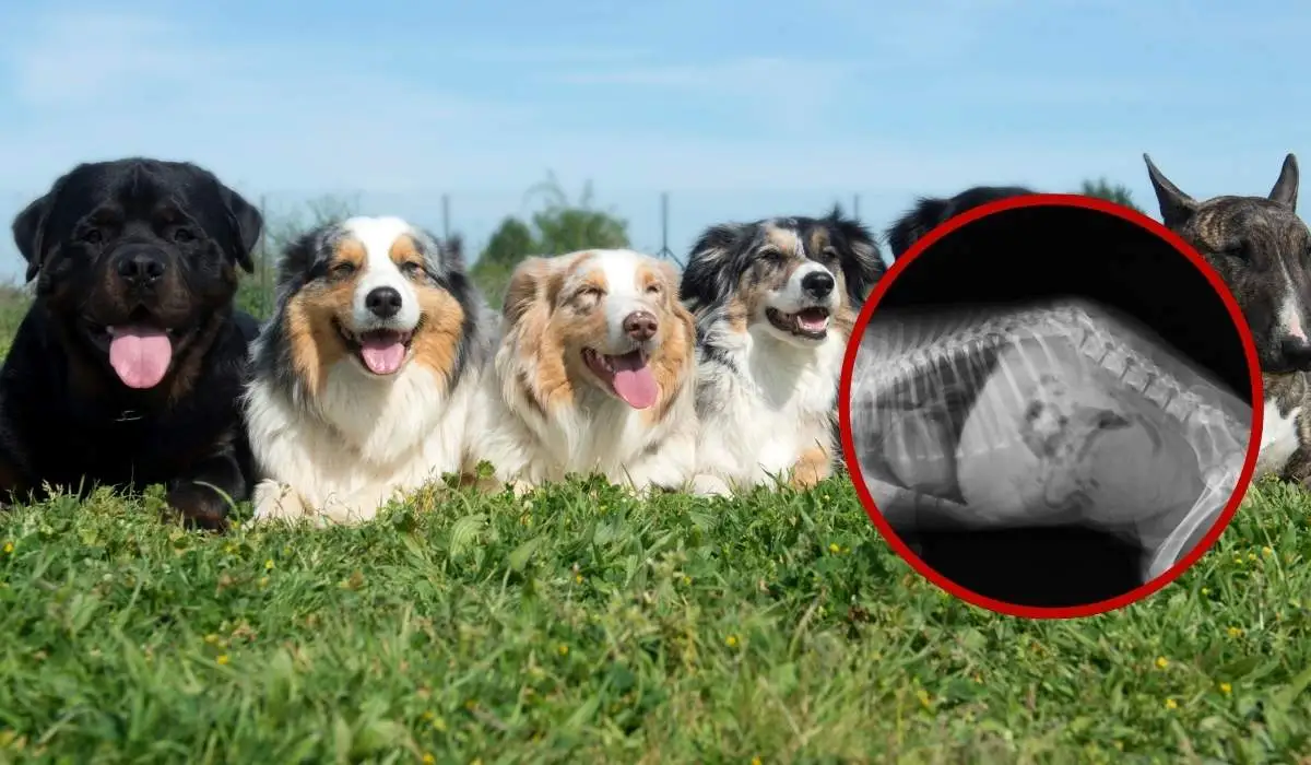 Cuidado integral para mejorar la salud de los perros