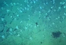 Galeón San José: Tazas de porcelana china revelan su uso por indígenas Tazas de porcelana Kashi encontradas en el Galeón San José