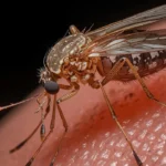 La malaria, una enfermedad potencialmente mortal transmitida por mosquitos
