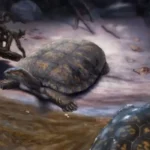 fósil del caparazón y cráneo de la tortuga Chaquiremis colombiana