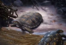 Nombran nueva especie de tortuga fósil en honor a Shakira fósil del caparazón y cráneo de la tortuga Chaquiremis colombiana