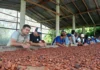 Productores de cacao en Colombia