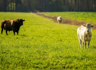 Ganadería con parásito en USA