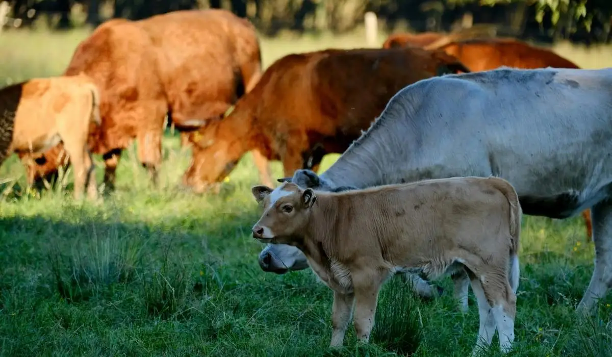 Ganado con parasitos